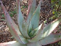 Aloe petricola Dscf4137.jpg